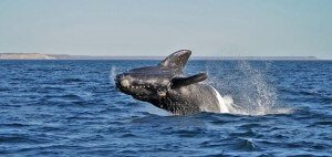 Patagonie Argentine - 80 Jours voyages