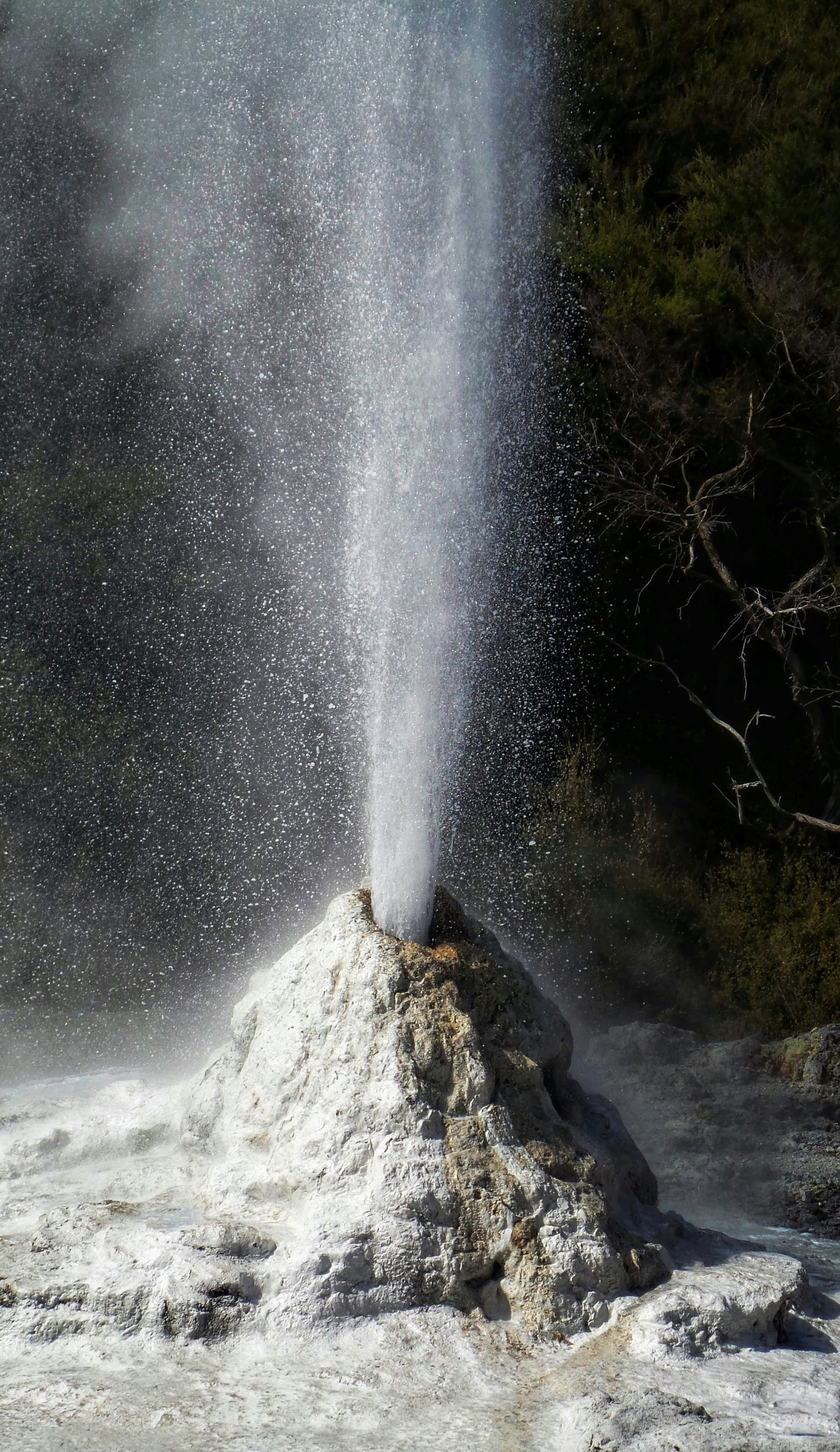 Lady Knox Geyser Hannah Wright