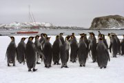 ANTARCTIQUE : Expédition aux îles Shetland du Sud et péninsule Antarctique